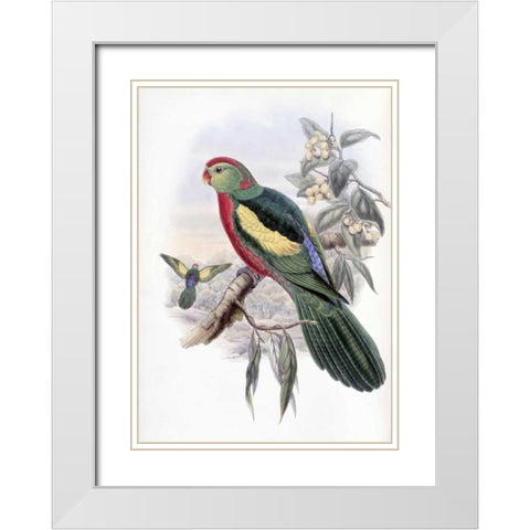 Beautiful King Parrot White Modern Wood Framed Art Print with Double Matting by Glover, John