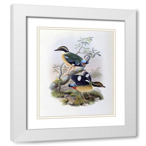 Bengal Pitta White Modern Wood Framed Art Print with Double Matting by Gould, John