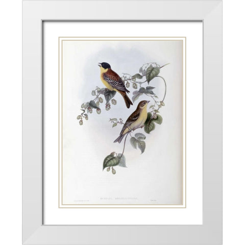 Black Headed Bunting White Modern Wood Framed Art Print with Double Matting by Glover, John