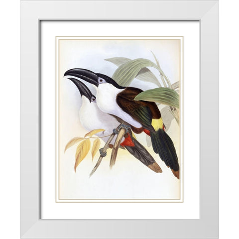 Black-Billed Hill Toucan White Modern Wood Framed Art Print with Double Matting by Gould, John
