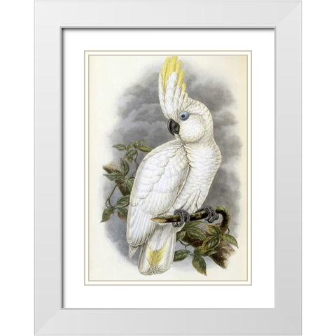 Blue-Eyed Cockatoo White Modern Wood Framed Art Print with Double Matting by Glover, John