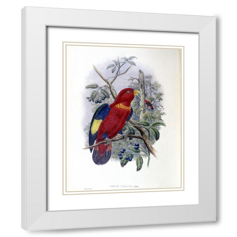 Blue-Thighed Lory White Modern Wood Framed Art Print with Double Matting by Gould, John