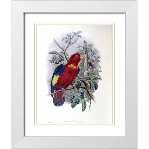 Blue-Thighed Lory White Modern Wood Framed Art Print with Double Matting by Gould, John