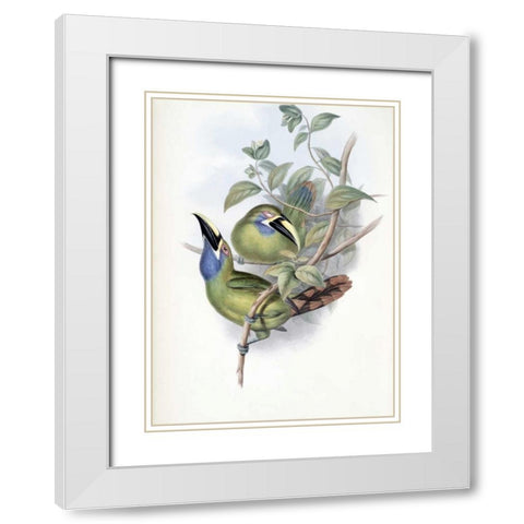 Blue-Throated Groove-Bill - Toucan White Modern Wood Framed Art Print with Double Matting by Glover, John