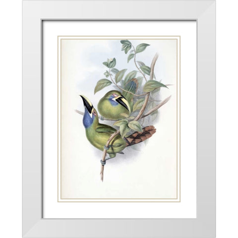 Blue-Throated Groove-Bill - Toucan White Modern Wood Framed Art Print with Double Matting by Glover, John