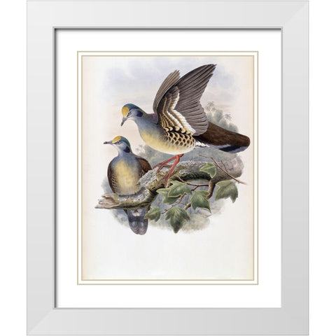 Branded Pigeon White Modern Wood Framed Art Print with Double Matting by Gould, John