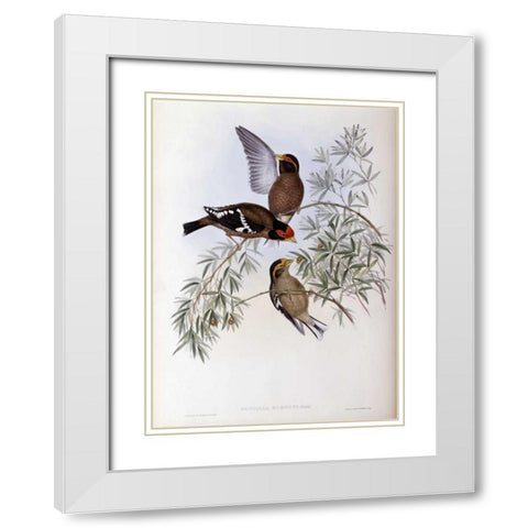 Burtons Grosbeak White Modern Wood Framed Art Print with Double Matting by Glover, John