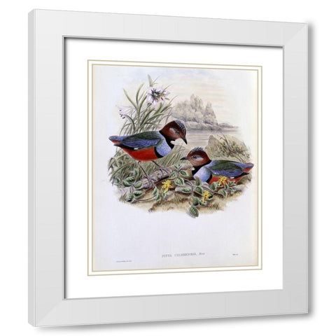 Celebean Pitta White Modern Wood Framed Art Print with Double Matting by Gould, John