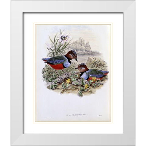 Celebean Pitta White Modern Wood Framed Art Print with Double Matting by Gould, John