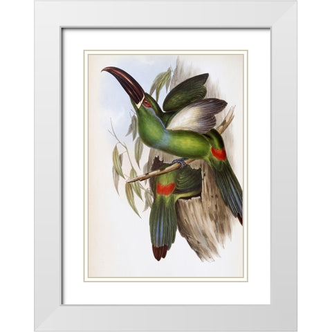 Chestnut-Billed Groove-Bill (Toucan) White Modern Wood Framed Art Print with Double Matting by Gould, John