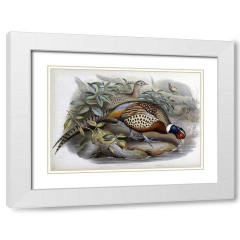 Chinese Ring-Necked Pheasant White Modern Wood Framed Art Print with Double Matting by Glover, John