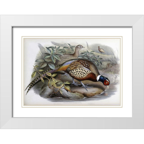 Chinese Ring-Necked Pheasant White Modern Wood Framed Art Print with Double Matting by Glover, John