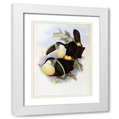 Citron-Brested Toucan White Modern Wood Framed Art Print with Double Matting by Gould, John