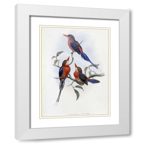 Crimson and Brown Kingfisher White Modern Wood Framed Art Print with Double Matting by Glover, John