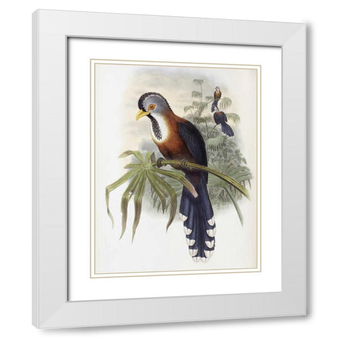 Curled-Crested Cuckoo White Modern Wood Framed Art Print with Double Matting by Glover, John