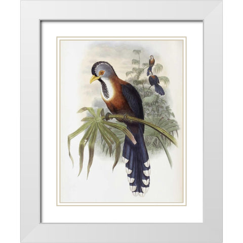 Curled-Crested Cuckoo White Modern Wood Framed Art Print with Double Matting by Glover, John