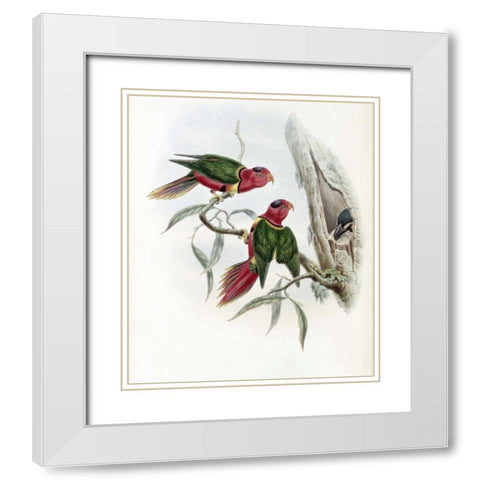 Duchess of Connaughts Parakeet White Modern Wood Framed Art Print with Double Matting by Glover, John