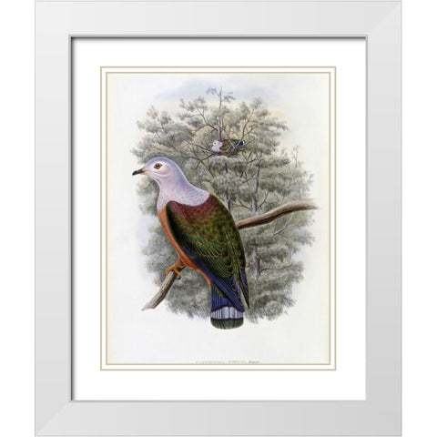 Finschs Fruit-Pigeon White Modern Wood Framed Art Print with Double Matting by Gould, John