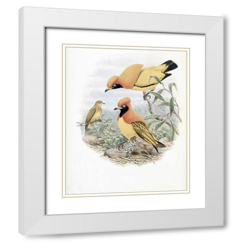 Golden Bird of Paradise White Modern Wood Framed Art Print with Double Matting by Glover, John