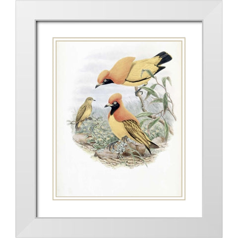 Golden Bird of Paradise White Modern Wood Framed Art Print with Double Matting by Glover, John
