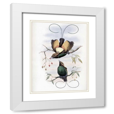 Golden-Winged Bird of Paradise White Modern Wood Framed Art Print with Double Matting by Glover, John
