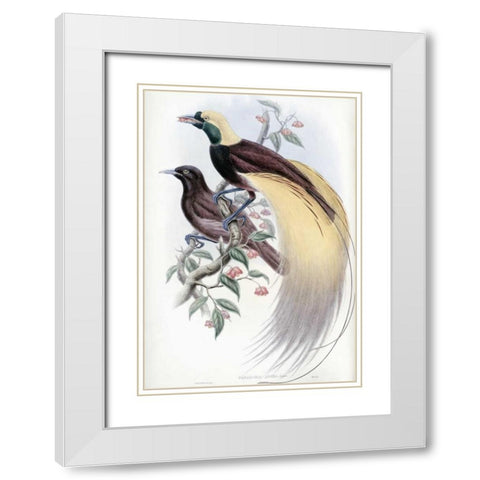 Greater Bird of Paradise White Modern Wood Framed Art Print with Double Matting by Glover, John