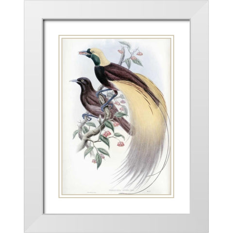Greater Bird of Paradise White Modern Wood Framed Art Print with Double Matting by Glover, John
