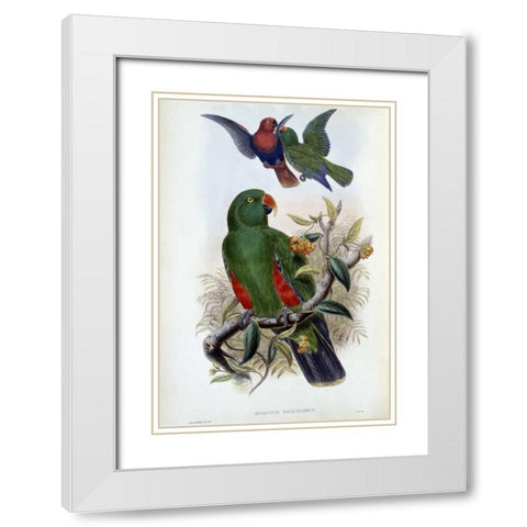 Green Lory White Modern Wood Framed Art Print with Double Matting by Glover, John