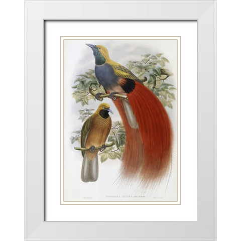 Grey-Chested Bird of Paradise White Modern Wood Framed Art Print with Double Matting by Glover, John