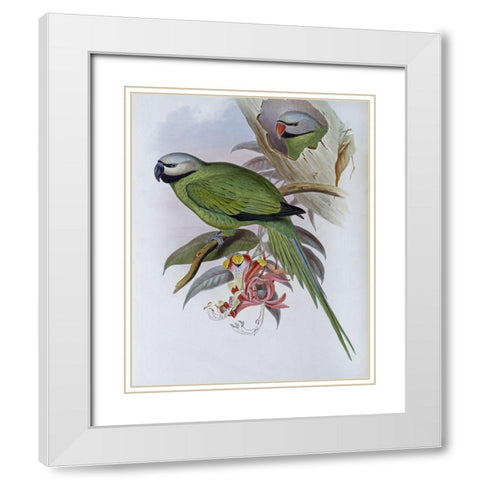 Grey-Headed Parakeet White Modern Wood Framed Art Print with Double Matting by Gould, John