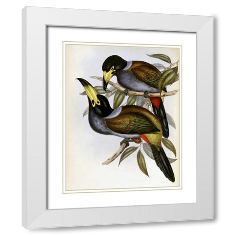 Hooded Hill Toucan White Modern Wood Framed Art Print with Double Matting by Glover, John