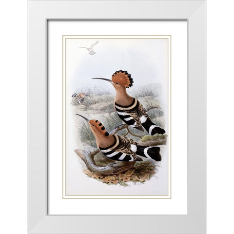 Indian Hoopoe White Modern Wood Framed Art Print with Double Matting by Gould, John