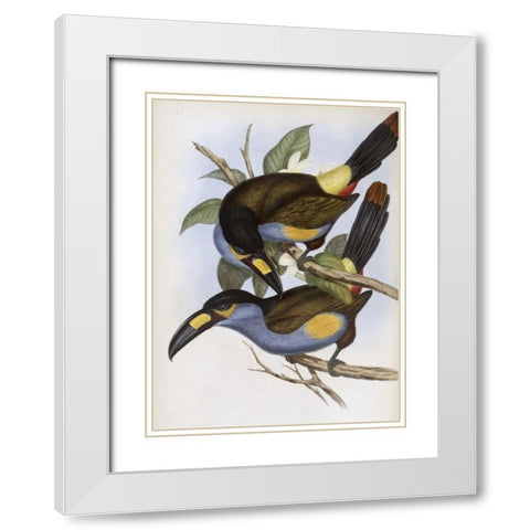 Laminated Hill Toucan White Modern Wood Framed Art Print with Double Matting by Glover, John