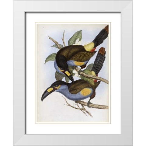 Laminated Hill Toucan White Modern Wood Framed Art Print with Double Matting by Glover, John