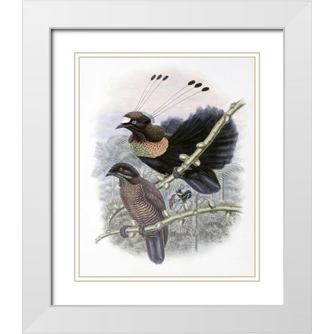 Lawes Bird of Paradise White Modern Wood Framed Art Print with Double Matting by Gould, John