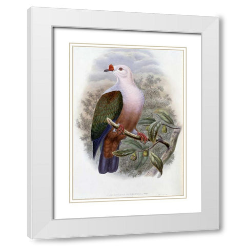 New-Ireland Fruit-Pigeon White Modern Wood Framed Art Print with Double Matting by Glover, John