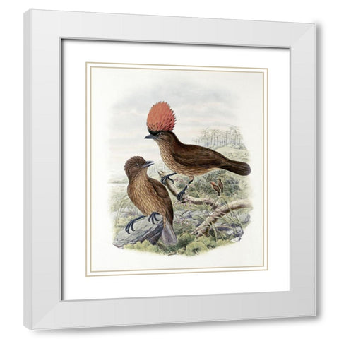 Orange-Crested Bower-Bird White Modern Wood Framed Art Print with Double Matting by Gould, John