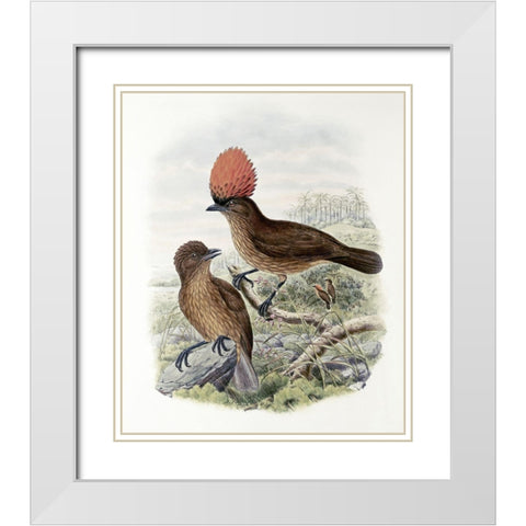 Orange-Crested Bower-Bird White Modern Wood Framed Art Print with Double Matting by Gould, John