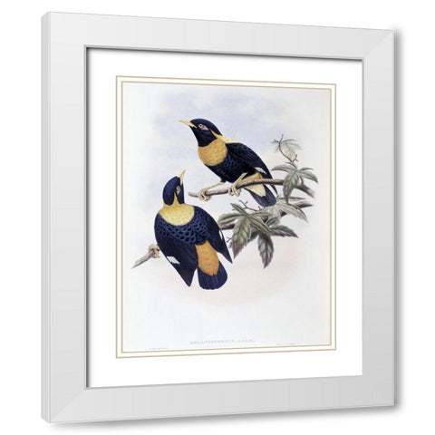Orange-Crested Starling White Modern Wood Framed Art Print with Double Matting by Gould, John