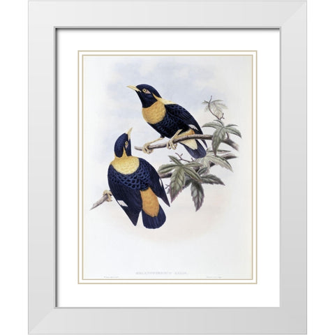 Orange-Crested Starling White Modern Wood Framed Art Print with Double Matting by Gould, John