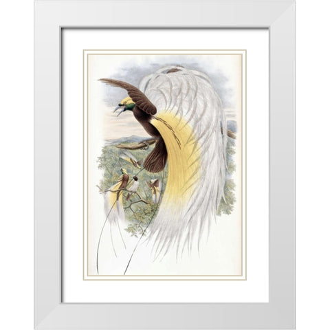 Papuan Bird of Paradise White Modern Wood Framed Art Print with Double Matting by Glover, John