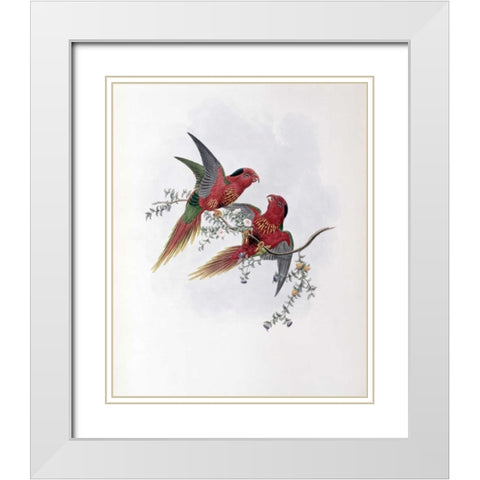 Pectoral Lorikeet White Modern Wood Framed Art Print with Double Matting by Glover, John