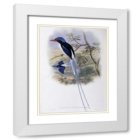 Port-Moresby Racket-Tailed Kingfisher White Modern Wood Framed Art Print with Double Matting by Glover, John