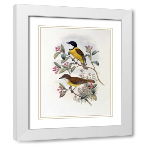 Ramsays Thickhead White Modern Wood Framed Art Print with Double Matting by Glover, John