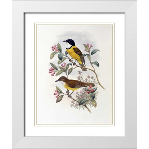 Ramsays Thickhead White Modern Wood Framed Art Print with Double Matting by Glover, John