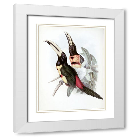 Red-Rumped Aracari (Toucan) White Modern Wood Framed Art Print with Double Matting by Gould, John