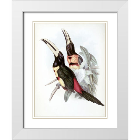 Red-Rumped Aracari (Toucan) White Modern Wood Framed Art Print with Double Matting by Gould, John