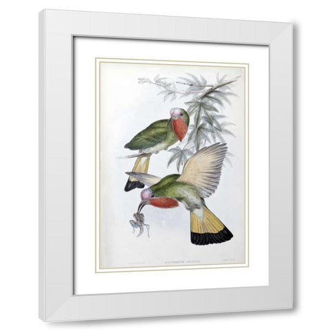 Red-Throated Nyctiornis White Modern Wood Framed Art Print with Double Matting by Glover, John