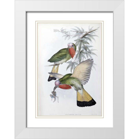 Red-Throated Nyctiornis White Modern Wood Framed Art Print with Double Matting by Glover, John
