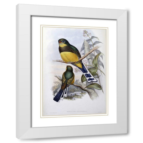 Reinwardts Trogon White Modern Wood Framed Art Print with Double Matting by Glover, John
